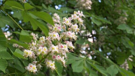 特写盛开的蓓蕾在树枝上白色的粉红色的花栗树
