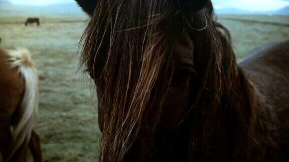 在阴天里棕色的冰岛马在田野上吃草鬃毛随风摆动