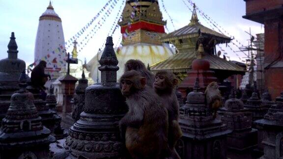 猴庙是尼泊尔加德满都一座山顶上的古老宗教建筑