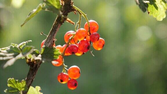 在红莓植物上有大量的小红浆果自然浅4KDOF