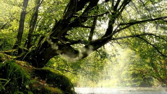 溪流在森林里流淌着一棵长满青苔的树下带着阳光带着烟雾的效果和声音