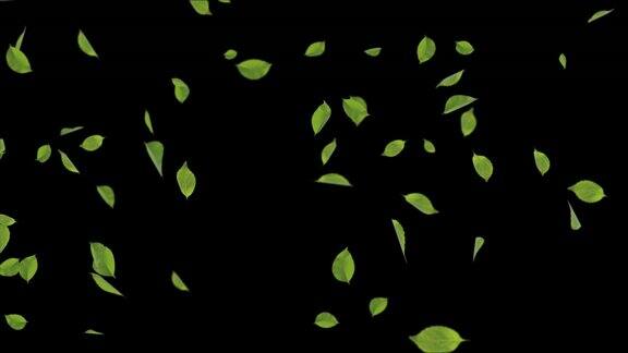 树叶绿色飘落与秋天的叶子逼真的3D4K阿尔法通道循环动画背景