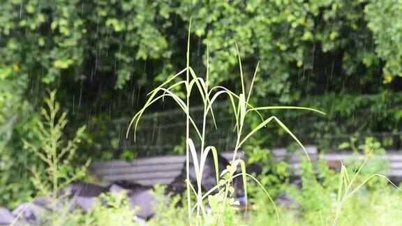 雨滴落在绿色的草地上