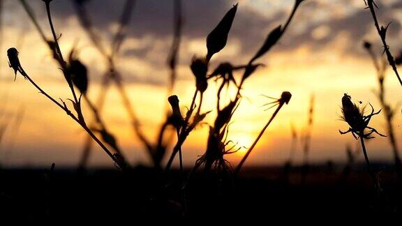 草花在夕阳下的田野里在阳光下