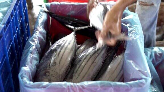 印尼鱼市的一桶新鲜金枪鱼