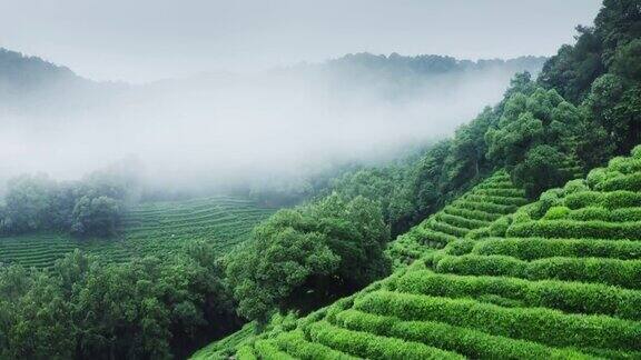 雾茶山