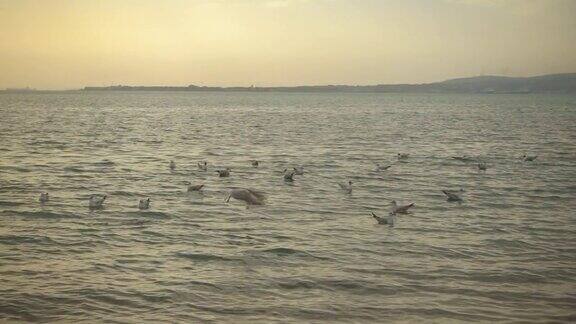 慢镜头美丽的日落和鸟儿在海上起飞