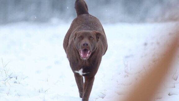 滑稽的狗在雪地上奔跑慢动作