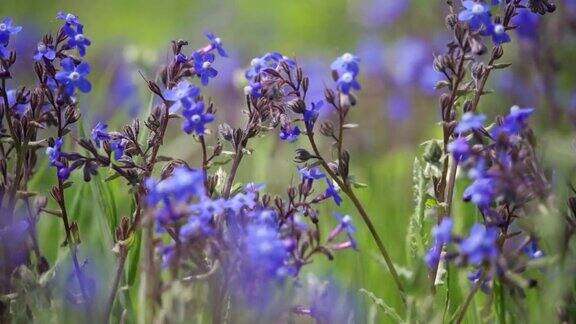 蓝色的野花风吹香花