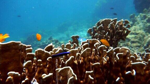脆弱珊瑚礁生态系统海洋环境中的小热带鱼群在泰国安达曼海甲米的KohHaa群岛珊瑚礁作为保护免受捕食者的侵害