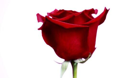 一个红色玫瑰的特写在白色的背景上旋转微距拍摄玫瑰花瓣
