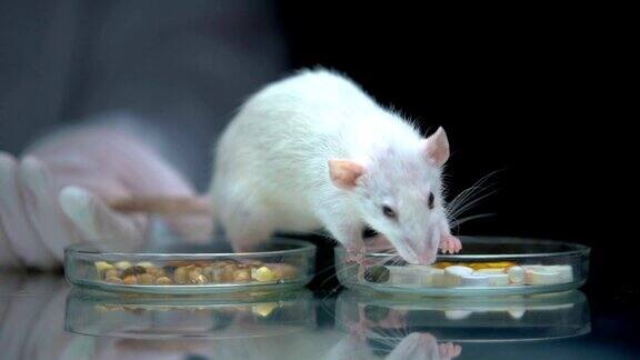 实验室工作人员用补品代替食物喂养大鼠发展维生素