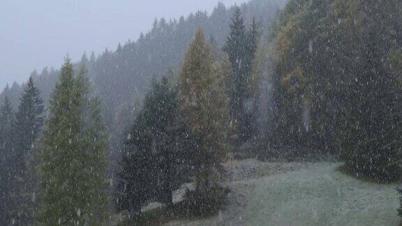 意大利松树林下起了大雪