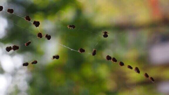 蛛网上的一群蜘蛛