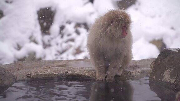 冬季日本长野的雪猴公园或地狱谷温泉日本猴子与温泉