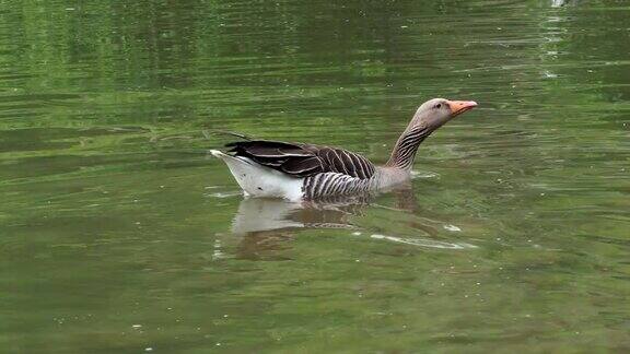 鸭子在水中的攻击灰鹅漂浮在水面上鸟在水里4k的决议