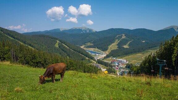 牛在山顶吃草夏末令人难以置信的青山景观