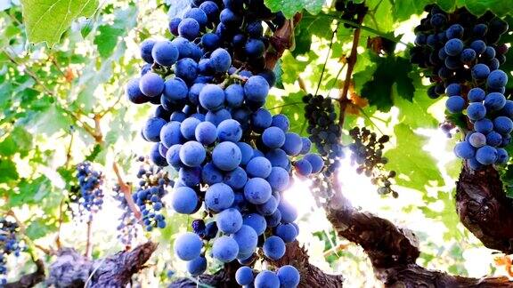 意大利卡拉布里亚:紫色的葡萄悬挂被阳光照亮