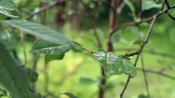 雨在花园里滴落