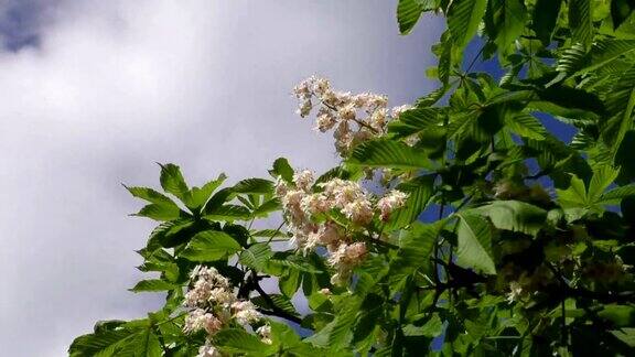 春天开花的栗树