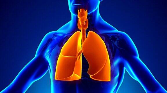 人体呼吸系统解剖-医用x射线扫描