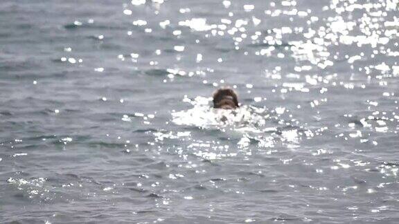 金毛寻回犬在海上游泳
