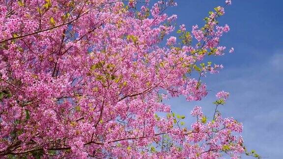 粉红色的樱花与蓝色的天空背景