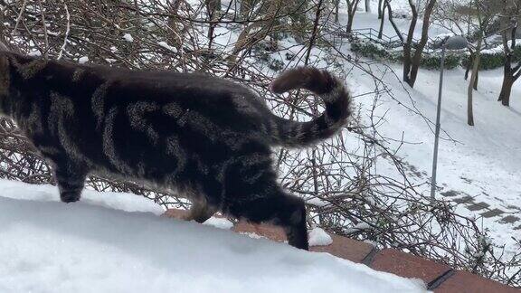 雪地里的流浪猫