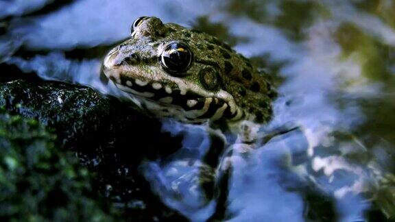 青蛙坐在水里看