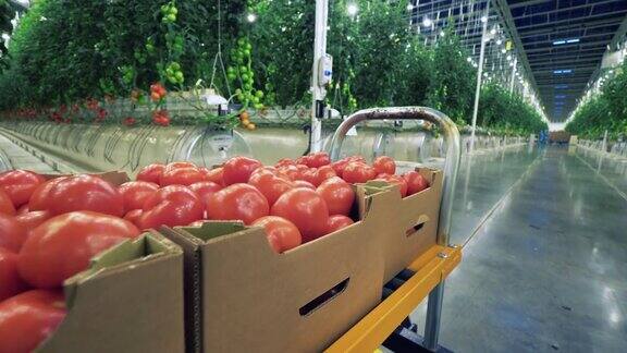 温室里种着植物盒子里装着成熟的红番茄