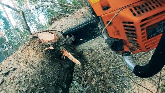 一棵倒下的树正在被电锯砍倒