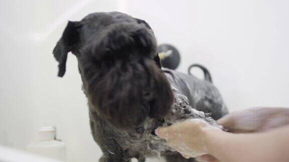 专业的宠物美容师用香波清洗黑色大狗的身体