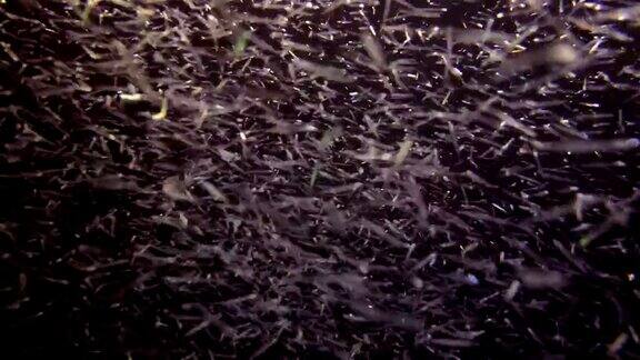 成群的小鱼在夜间捕食浮游动物夜间潜水印度洋马尔代夫
