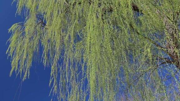 绿色柳树与小新鲜的叶子在早春时间