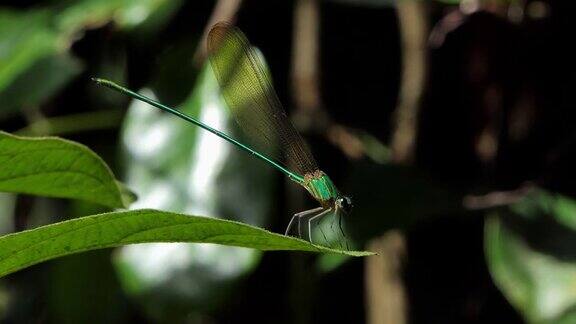 栖息在绿叶上的蜻蜓