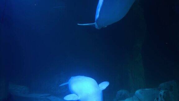 白鲸水下条痕饲养野生动物哺乳动物海洋动物