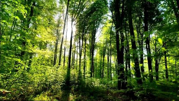 春天森林里葱郁的绿叶被温暖的阳光淹没万向节拍摄