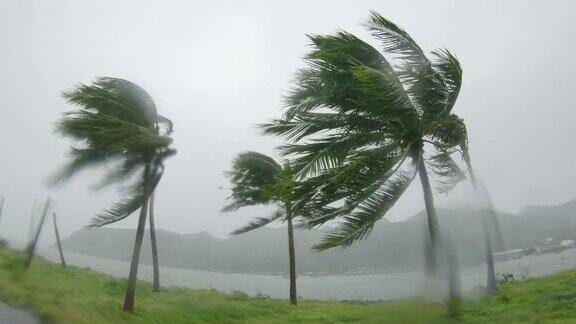 Slowmotion视频棕榈树在大雨和强风下热带风暴是用动作摄影机拍的