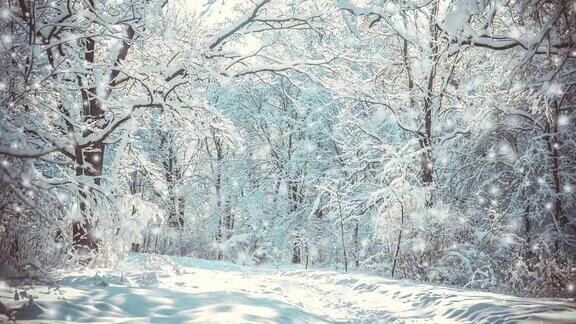 森林里被白雪覆盖的树木