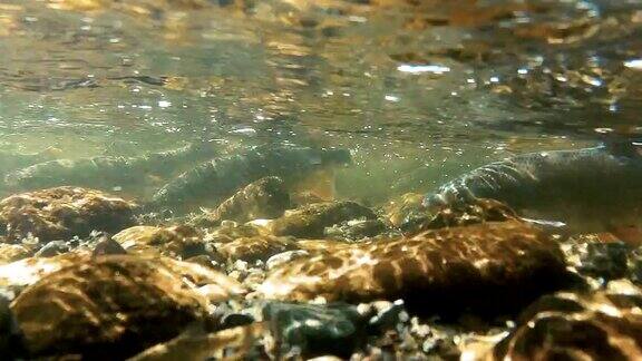 鱼在河里产卵的水下镜头