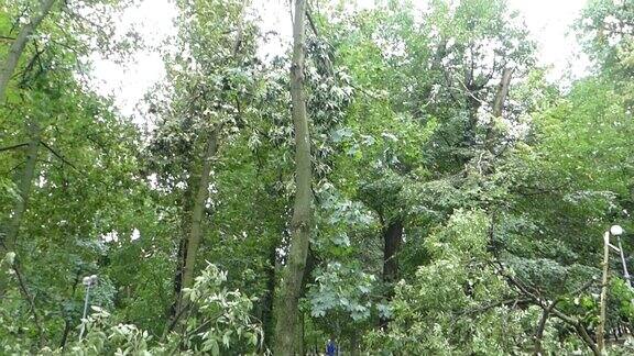 一场暴风雨过后一棵倒下的树在城市公园里