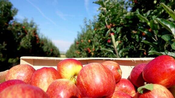 一箱红苹果沿着一排苹果树移动