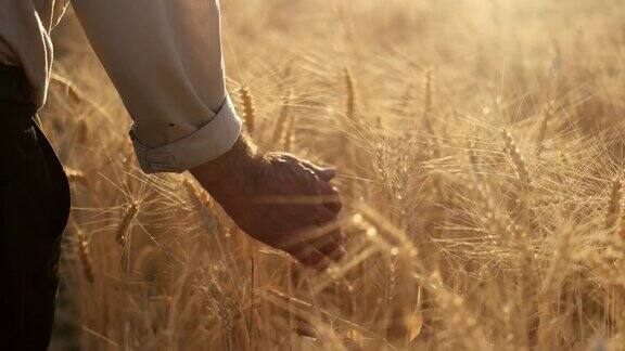 农民在麦田里走着用手摸着玉米穗