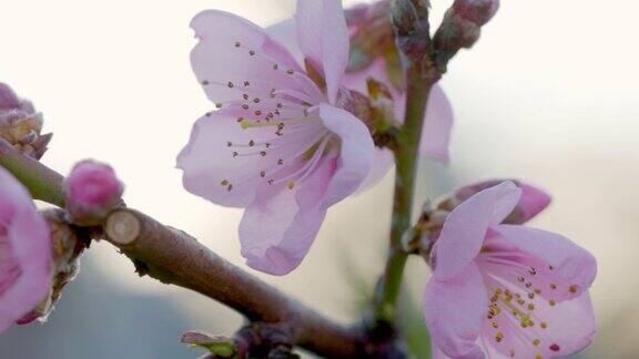 桃树盛开的枝条模糊的自然背景春天桃树开着粉红色的花