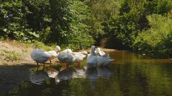 白鹅在河边吃草在阳光明媚的日子里家禽在村里的水里洗澡和游泳