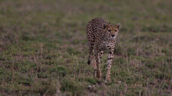 非洲大草原上母猎豹走向摄像机跟踪猎物的慢镜头特写
