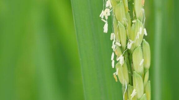 水稻在田里开花