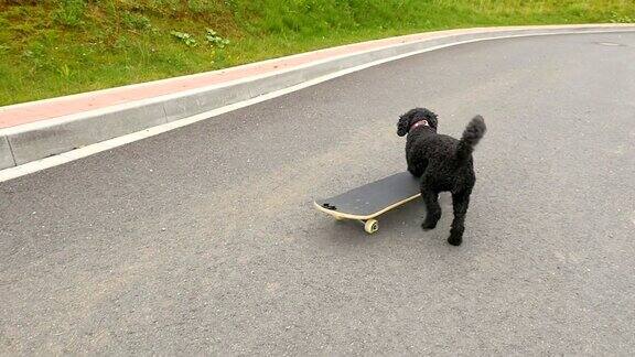 小狗在玩滑板慢动作