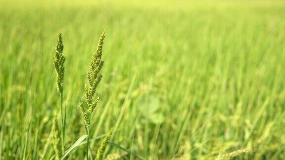 近距离拍摄稻田里随风摇曳的稻谷Sapa越南