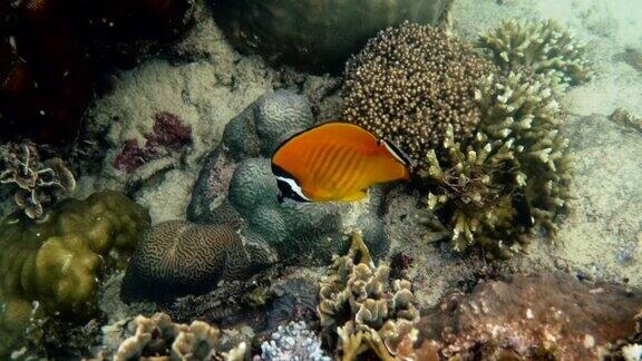 水下视频对黄蝴蝶鱼鱼类在热带珊瑚礁
